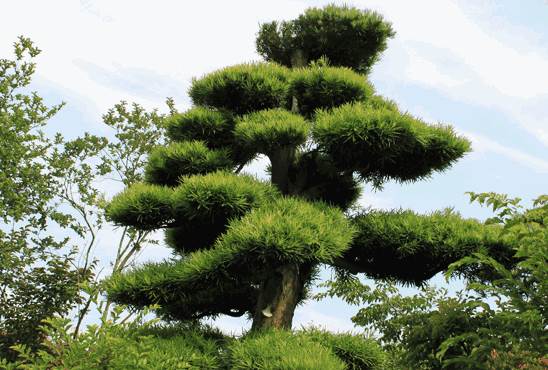 农村四大镇宅吉树以及最佳的种植方位,百利无一害-风水百科-风水八字同城网