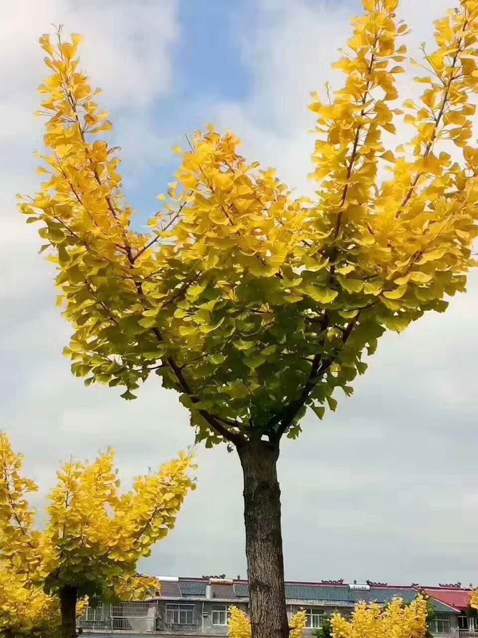 植物风水:院子里栽哪种树好?四种镇宅大树不容错过-风水八字同城网