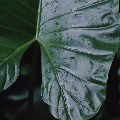 在客厅养植物要注意哪些风水讲究?(在客厅摆放的植物一定不能太大,要以中小型的为主,不然的话就会给人一种压迫感)-风水八字同城网