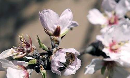 什么是烂桃花?什么是斩桃花？烂桃花和斩桃花有什么用？-风水八字同城网