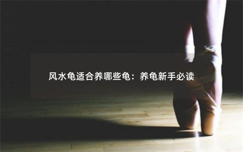 风水龟适合养哪些龟：养龟新手必读