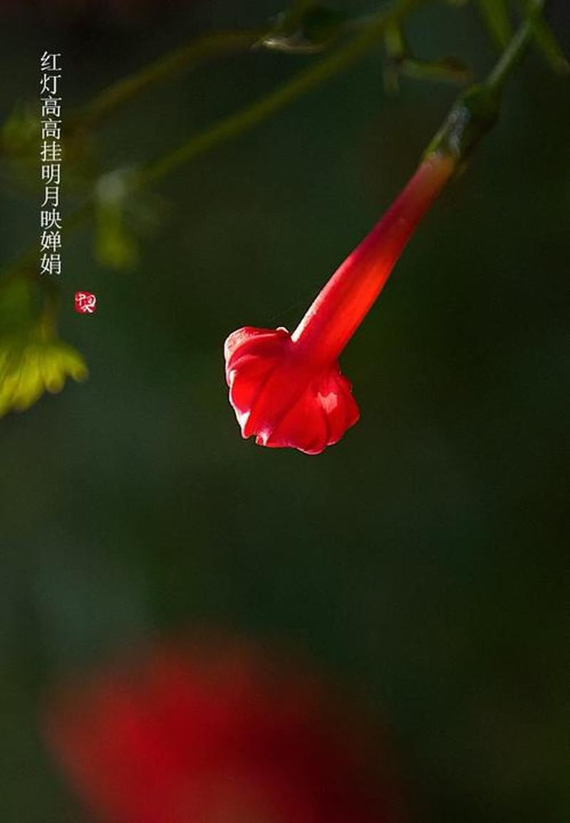 算命红花白花大揭秘：你命中注定的真爱花！