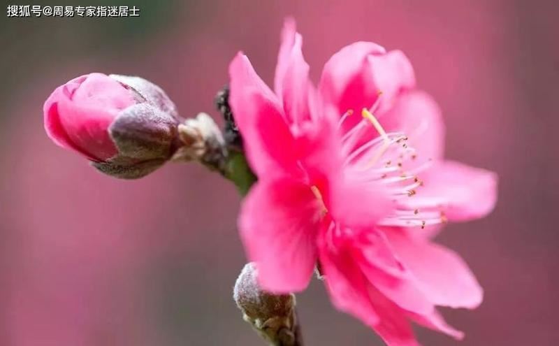 能否准确预测桃花运？—浅析算命的能力与局限性