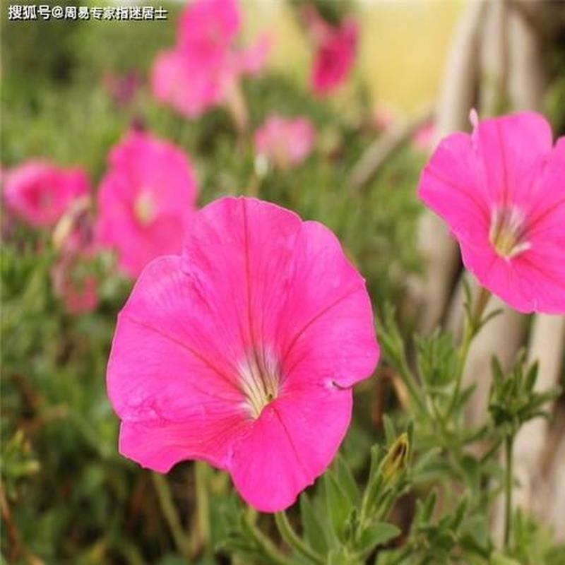 花开算命：每个月份的幸运花让你知晓运势起伏