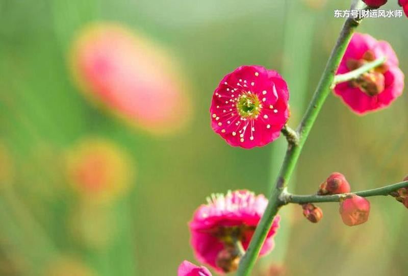 花开算命，命运之花谁人能悉？