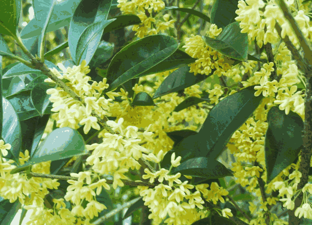 桂花树