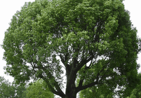 香樟树