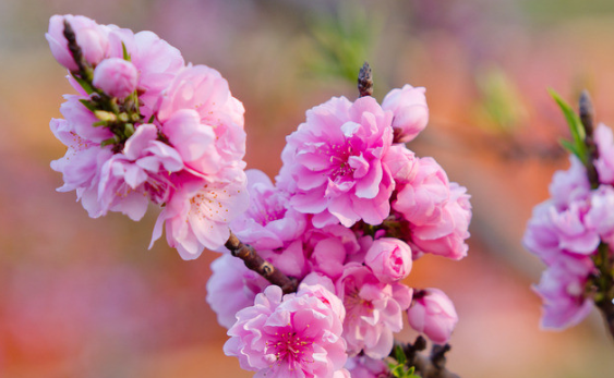 水命之人,预防烂桃花纠缠