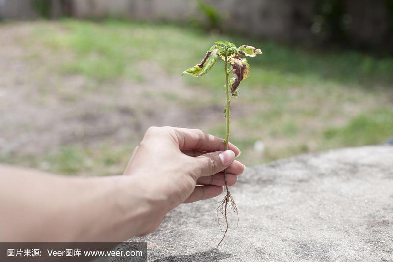 枯萎的树苗