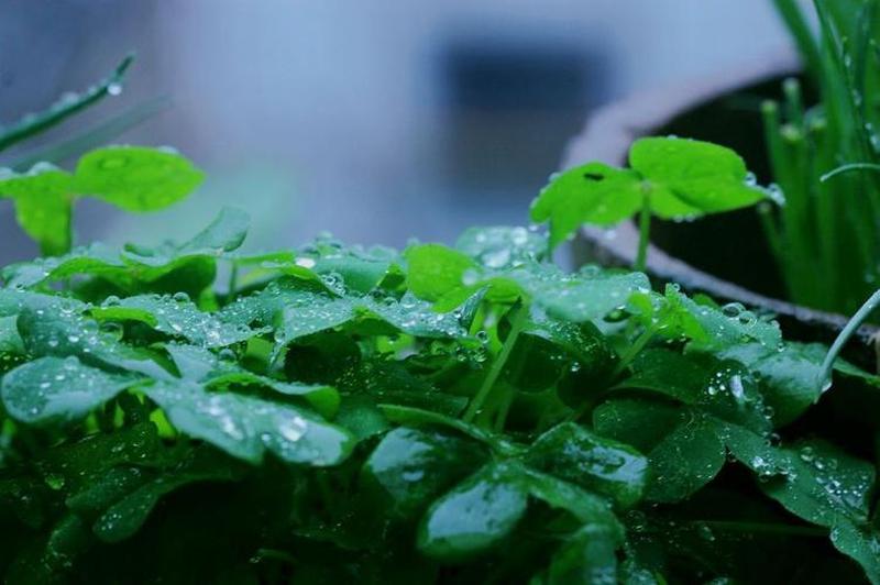 雨水淋湿花草