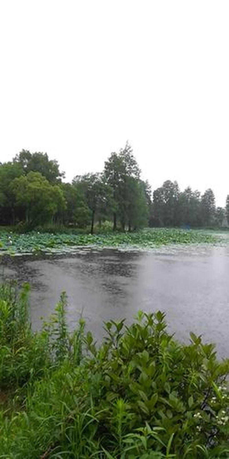 细丝绵绵的梅雨