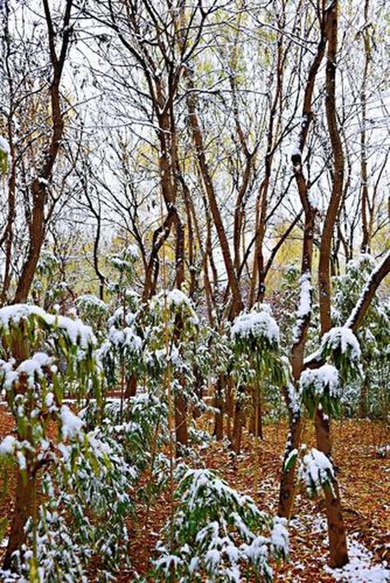 新雪堆积