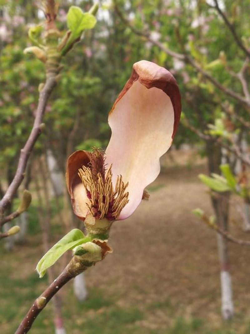 花朵凋零