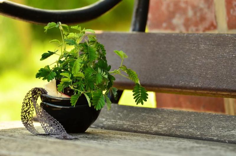 草本植物