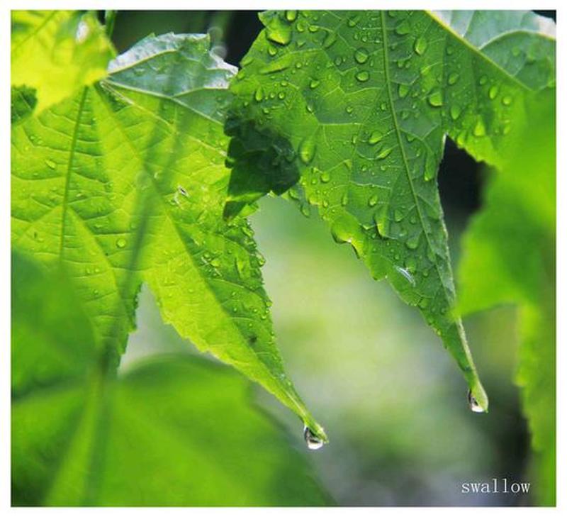 雨