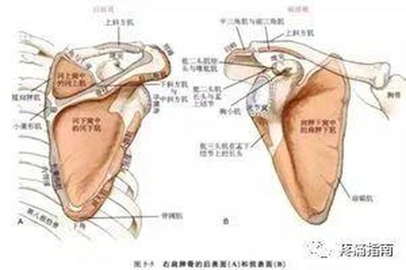 肩腹 肩骨