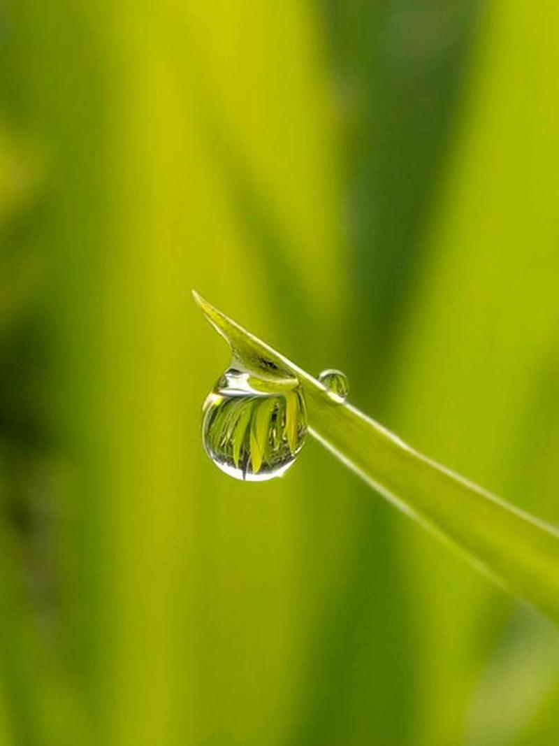 露水