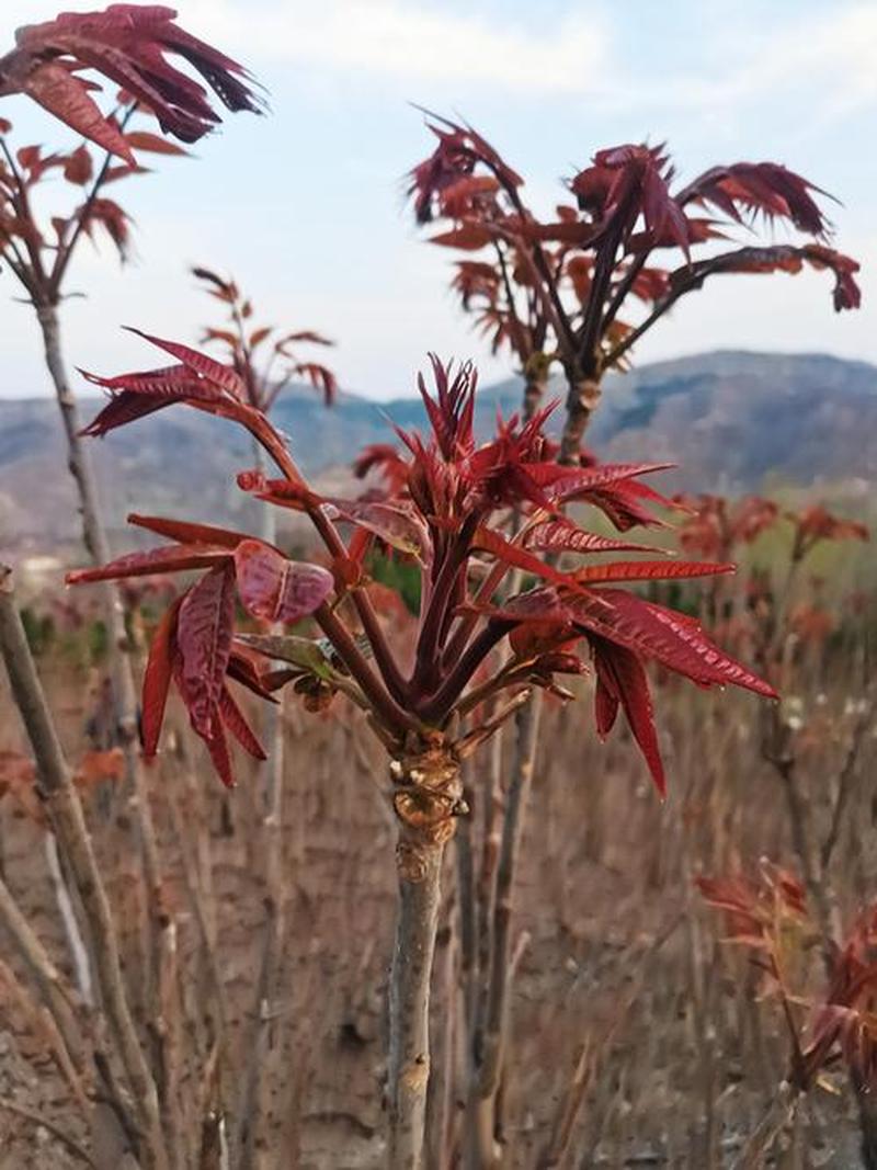 香椿树