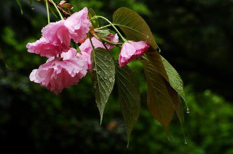 春雨