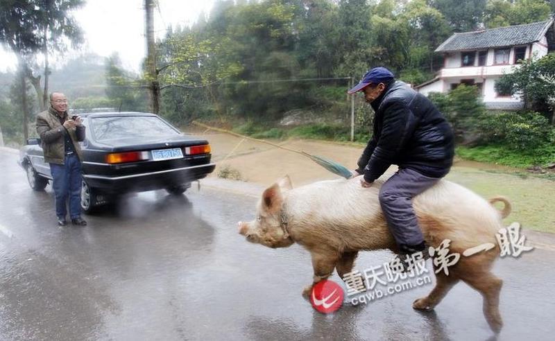 骑在猪背上