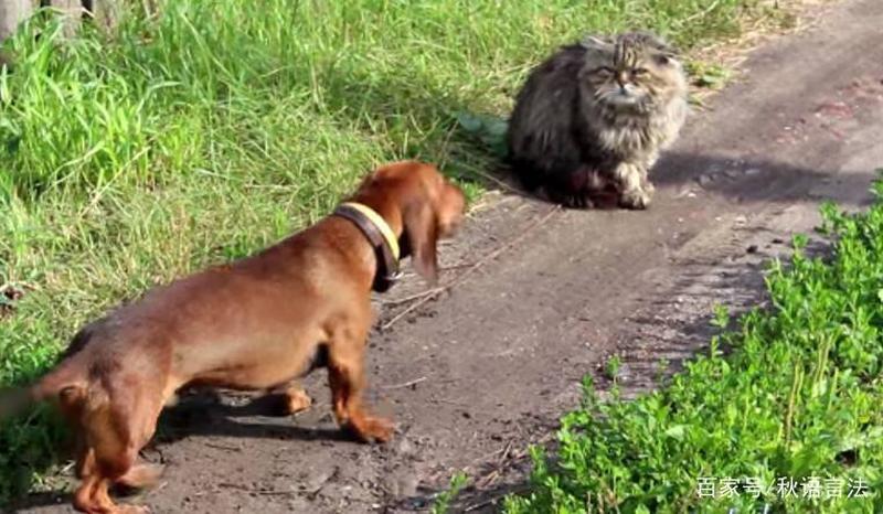 狗咬死猫