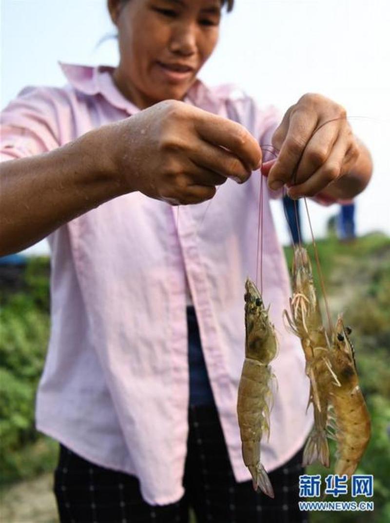 抓虾 捉虾