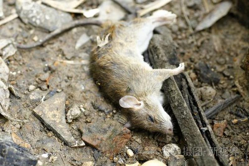 死老鼠 死耗子