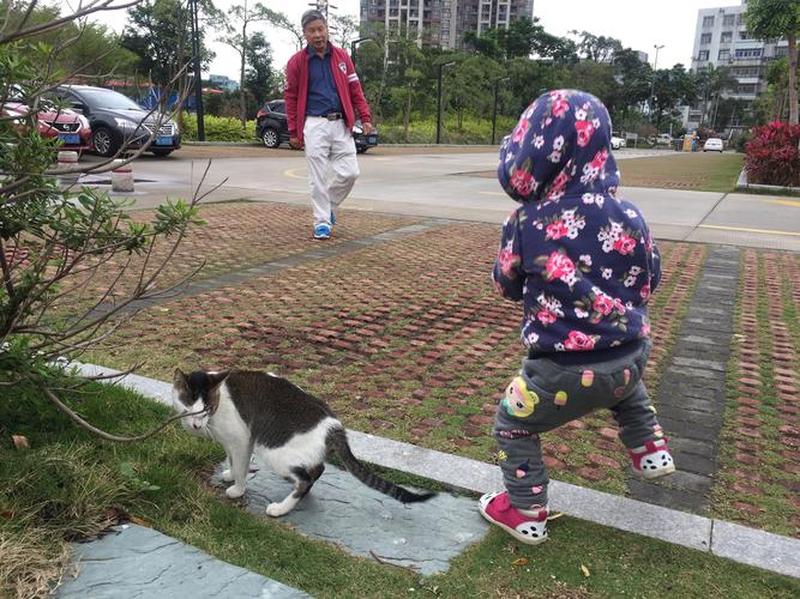 一群猫追我